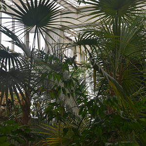 Apr. 2025 - Mundo Maya - Guinea Crested Eagle Exhibit