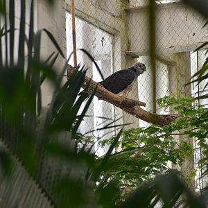Apr. 2025 - Mundo Maya - Guinea Crested Eagle Exhibit