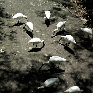 Black-faced Spoonbill (Platalea minor)