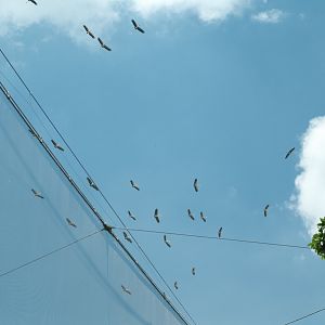 Wild Milky Stork (Mycteria cinerea)