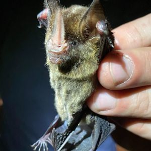 Keenan’s Hairy-nosed Bat (Gardnerycteris keenani)