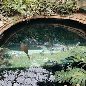 Apr. 2025 - Mundo Maya - Cenote (From Above)