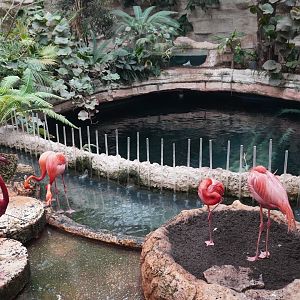 Apr. 2025 - Mundo Maya - American Flamingos + Cenote Tank