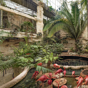 Apr. 2025 - Mundo Maya - American Flamingo Exhibit