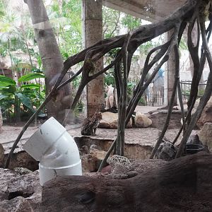 Apr. 2025 - Mundo Maya - Mayan Temple - Ocelot Exhibit