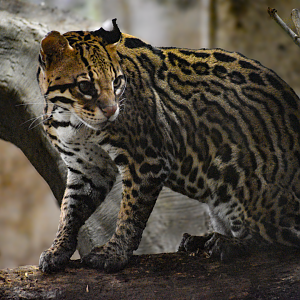 Apr. 2025 - Mundo Maya - Mayan Temple - Ocelot