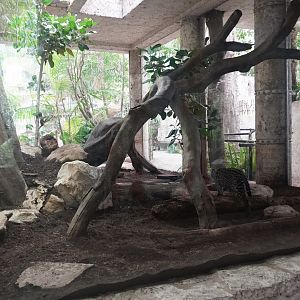 Apr. 2025 - Mundo Maya - Mayan Temple - Ocelot Exhibit