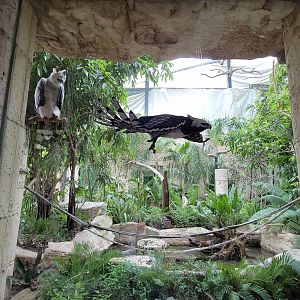 Apr. 2025 - Mundo Maya - Birds of El Trifuno - Harpy Eagle Exhibit