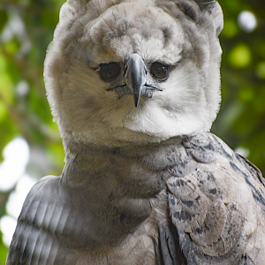 Apr. 2025 - Mundo Maya - Birds of El Trifuno - Harpy Eagle