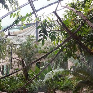 Apr. 2025 - Mundo Maya - Birds of El Trifuno - Harpy Eagle Exhibit