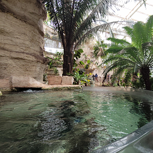 Apr. 2025 - Mundo Maya - Caribbean Creatures