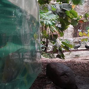 Apr. 2025 - Mundo Maya - Caribbean Creatures + Brown Pelicans