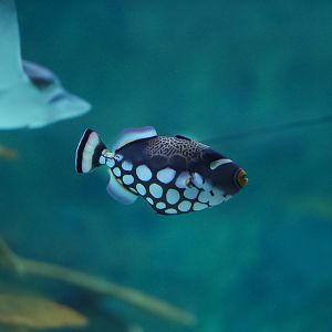 Clown Triggerfish
