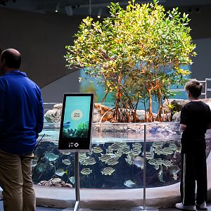 "The Archipelago" Mangrove Lagoon