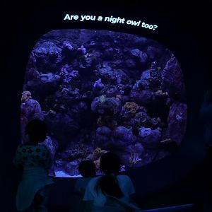 "Are you a Night Owl too?" Tank