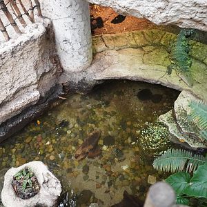 Apr. 2025 - Mundo Maya - House of Zots - Morelet's Crocodile Exhibit