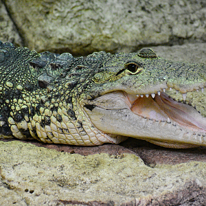 Apr. 2025 - Mundo Maya - House of Zots - Morelet's Crocodile