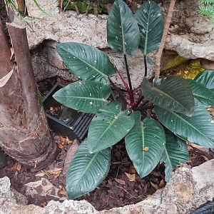 Apr. 2025 - Mundo Maya - House of Zots - Painted Wood Turtle Exhibit