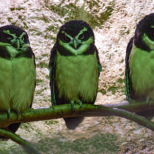 Apr. 2025 - Mundo Maya - House of Zots - Spectacled Owls