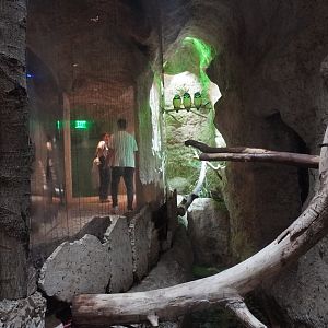 Apr. 2025 - Mundo Maya - House of Zots - Spectacled Owl Exhibit