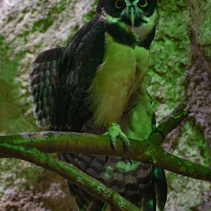 Apr. 2025 - Mundo Maya - House of Zots - Spectacled Owl