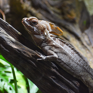 Apr. 2025 - Mundo Maya - Serpent's Den - Common Basilisk