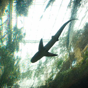Apr. 2025 - Mundo Maya - Cenote - Brown Shark