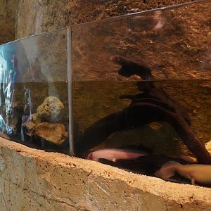 Apr. 2025 - Mundo Maya - Axolotl Exhibit