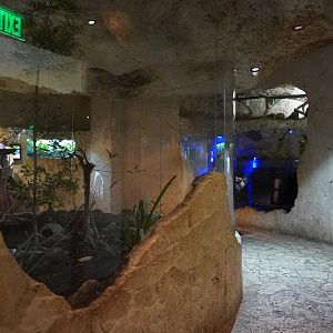 Apr. 2025 - Mundo Maya - Los Petenes + Fishes of the Cenote