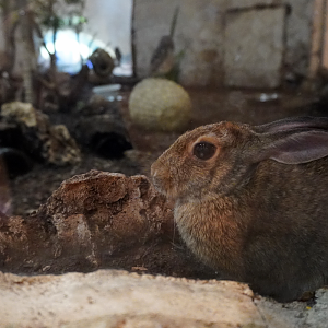 Apr. 2025 - Mundo Maya - Los Petenes - Desert Cottontail