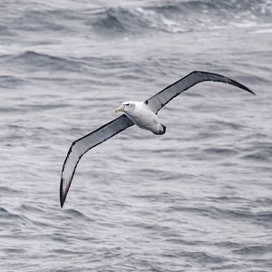 White-capped Albatross