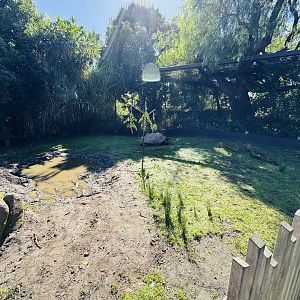 Aldabra Giant Tortoise enclosure