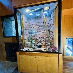 Centralian Bluetongue/Bearded dragon enclosure