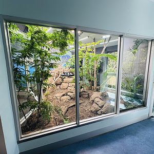 Komodo Dragon enclosure