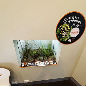 Southern corroboree frog tank