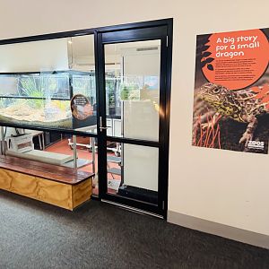 Victorian grassland earless dragon display