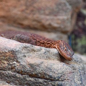 Southern Pilbara Rock Monitor