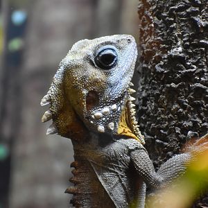 Boyd's Forest Dragon