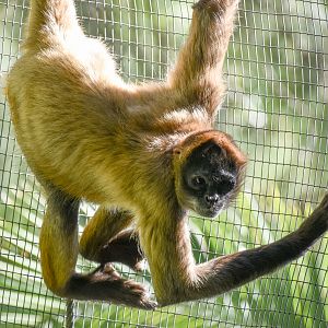 Black-handed Spider Monkey