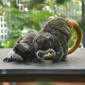 Emperor Tamarins