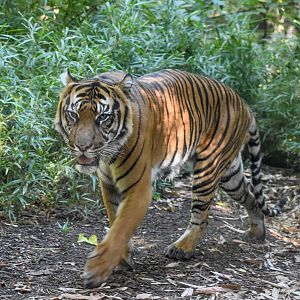 Sumatran Tiger
