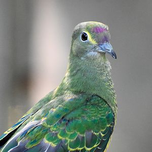 Rose-crowned Fruit-Dove (juvenile)