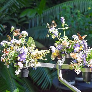 Butterfly flower enrichment