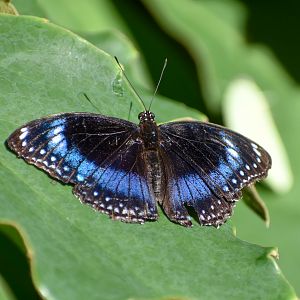 Blue-banded Eggfly