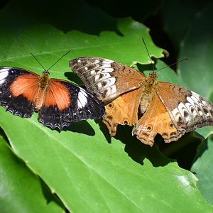 Red Lacewing and Cruiser