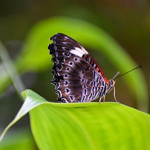 Red Lacewing