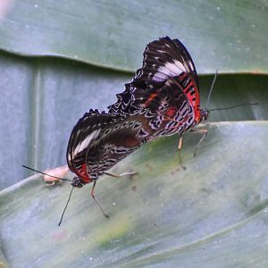 Red Lacewings mating