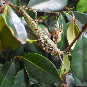 Spiny Rainforest Katydid