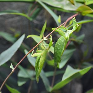 Australian Leaf Insects