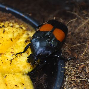 Red-spotted Rose-Chafer